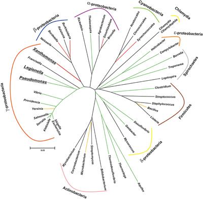 Comparative Genomics and Evolutionary Analysis of RNA-Binding Proteins of the CsrA Family in the Genus Pseudomonas